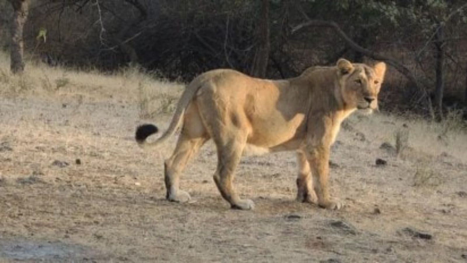 Toddler mauled to death, lioness captured: Forest dept