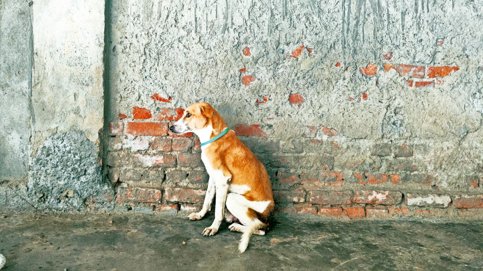 3 dog shelters to come up in Delhi, MCD announces in 2026-27 Budget