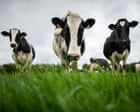 China hits EU dairy industry with tariffs of up to 42.7%