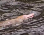 Pink platypus spotted in Gippsland far from a monochrome monotreme